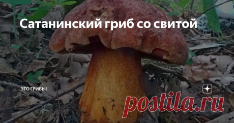 Сатанинский гриб со свитой Для обитателей московских широт Сатанинский Гриб - нечто мифическое, как олгой-хорхой или карась-людоед. В старые времена мы много читали об этом опасном грибе, очень хотели его найти, пытались уличить в связях с Дьяволом каждый дубовик или "синяк", и... И ничего. Слава прошла, а тяга к цветным болетам осталась.