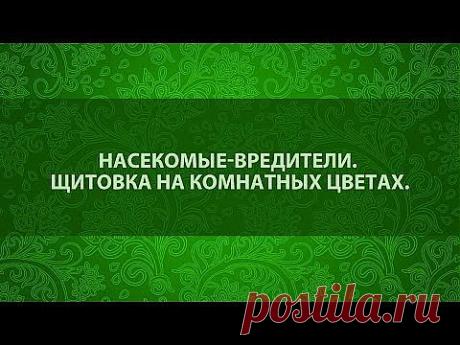 (69) Одноклассники