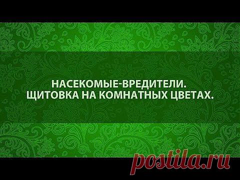 (69) Одноклассники