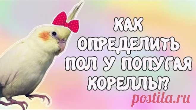 Мальчик или девочка? Определение пола у попугая корелла!😊