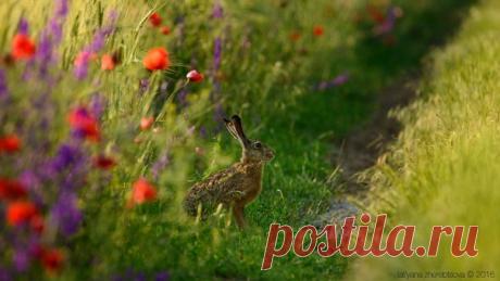 Летний заяц. Автор фото: Татьяна Жеребцова.