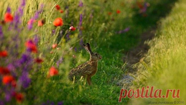 Летний заяц. Автор фото: Татьяна Жеребцова.