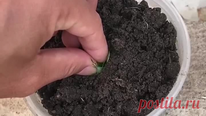 Самое быстрое размножение роз