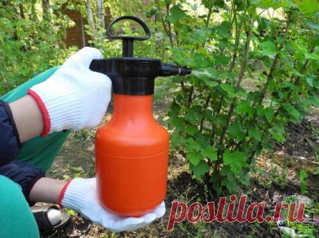 Рецепты растворов от тли: как правильно приготовить и применять

Березовый деготь
Вязкая маслянистая жидкость, полученная путем сухой перегонки древесины березы, обладает мощными инсектицидными и репеллентными свойствами. Дегтярные настои защищают ваши посадки не только от тлей, но и от муравьев, являющихся их разносчиками по участку. В садоводстве березовый деготь используют в виде водных растворов с мылом. Можно применять как чистый деготь, так и дегтярное мыло, изготовл...