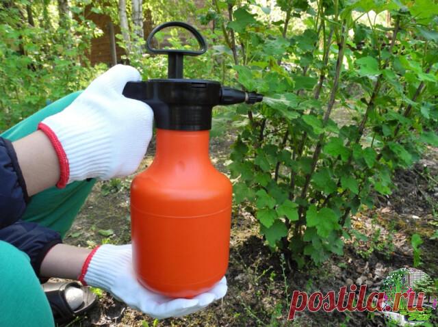 Рецепты растворов от тли: как правильно приготовить и применять

Березовый деготь
Вязкая маслянистая жидкость, полученная путем сухой перегонки древесины березы, обладает мощными инсектицидными и репеллентными свойствами. Дегтярные настои защищают ваши посадки не только от тлей, но и от муравьев, являющихся их разносчиками по участку. В садоводстве березовый деготь используют в виде водных растворов с мылом. Можно применять как чистый деготь, так и дегтярное мыло, изготовл...