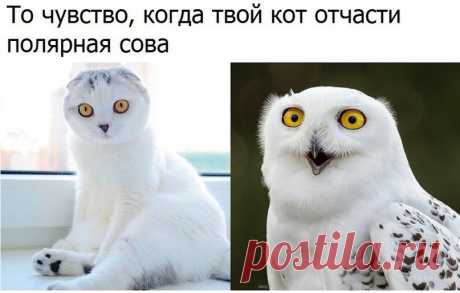Книга мировых рекордов - Группы Мой Мир