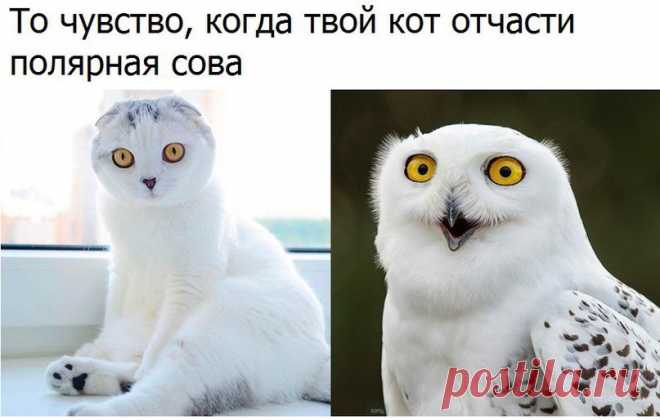 Книга мировых рекордов - Группы Мой Мир
