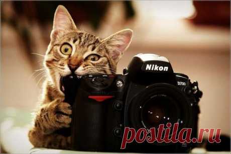 Today is Caturday — Nikon!