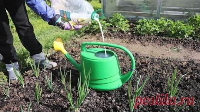 Лук с ума сходит от такого питания. Растет крупным даже при плохой погоде+пропадает желтизна перьев.