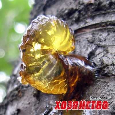 Почему плачет дерево