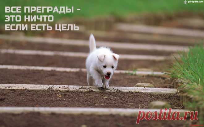 В храме успеха нет открытых дверей. Каждый входящий пробивает свою дверь, которая плотно затворяется за ним для всех других и не пропускает даже его собственных детей. – О. Марден
«Работаю, потому что я МАМА!» Без продаж, вложений. Не для лентяек! Подробности на http://expressdironline.wix.com/musulmanovaasel