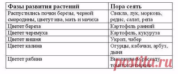 ЧТО КОГДА САЖАТЬ 

Не потерять!