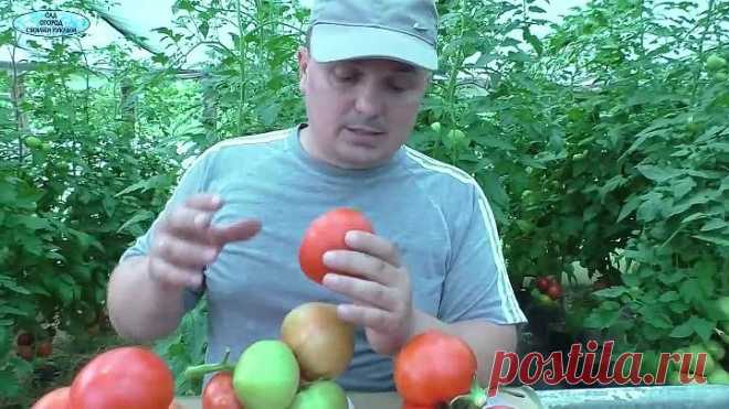 ТРИ очень урожайных сорта помидоров- обзор