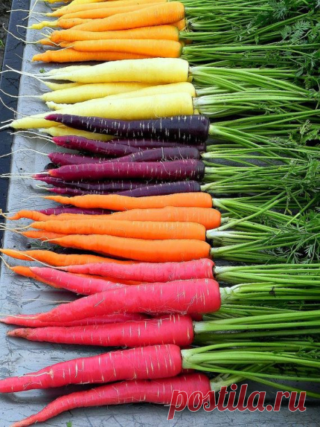 Rainbow Carrot Mix - six crazy colors, 350 heirloom seeds, spring garden, fun…