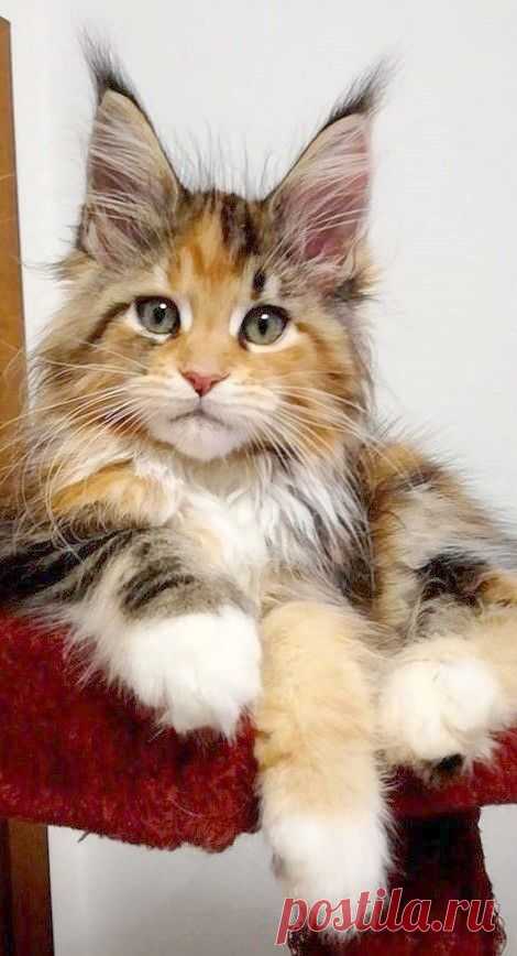 (5) Pinterest