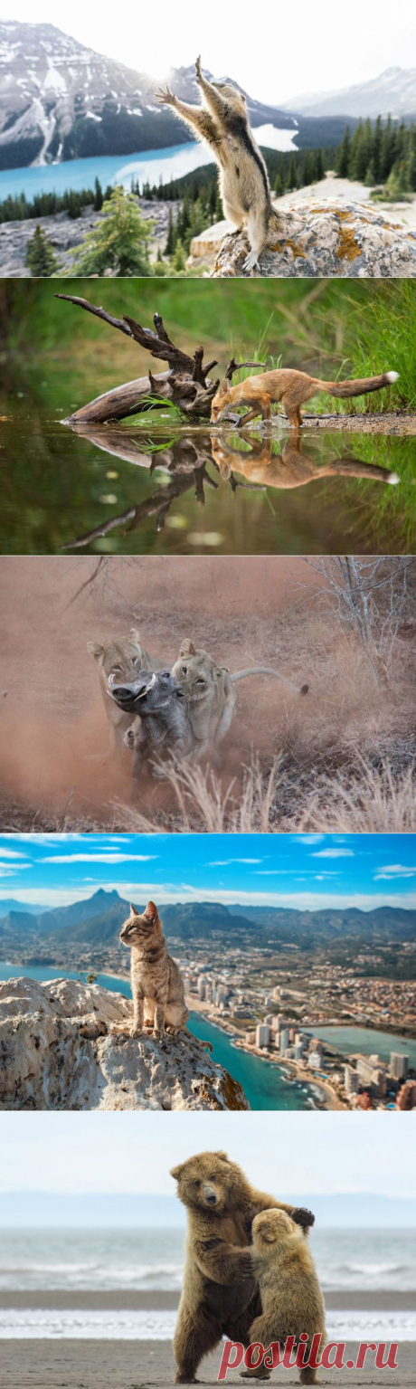 23 самых душевных фотографии, присланных на конкурс National Geographic 2015