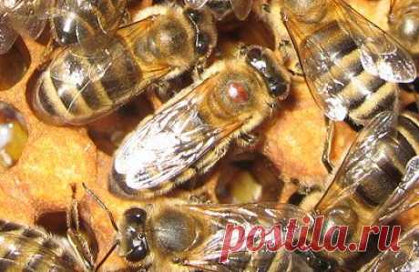 .   Комбинированный способ лечения пчел
. Категория: Любительское пчеловодство
Опубликовано: 03 октября 2017
Каждый раз, читая материал по обмену опытом, испытываю чувство благодарности к редакции за этот раздел. Хочу, в свою очередь, поделиться опытом обработки пчел от варроатоза.
Суть его в комбинированном сочетании двух методов — теплового и химического. Устройство было спроектировано мной для тепловой обработки пчел в улье без разбора гнезда и представляет собой нагреватель с вентилятором,