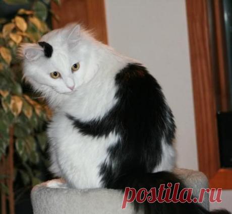 10 кошек, которых раскрашивала сама природа