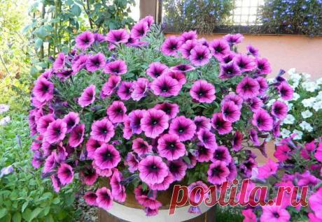 Петуния: описание растения, посадка и уход. Способы размножения петунии, фото