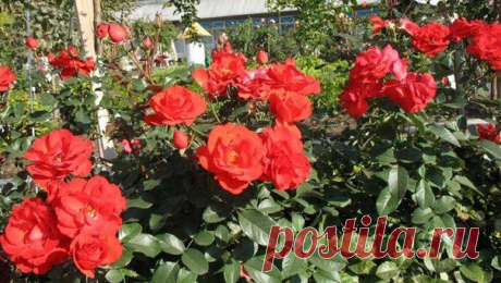 8 секретов выращивания роз.
