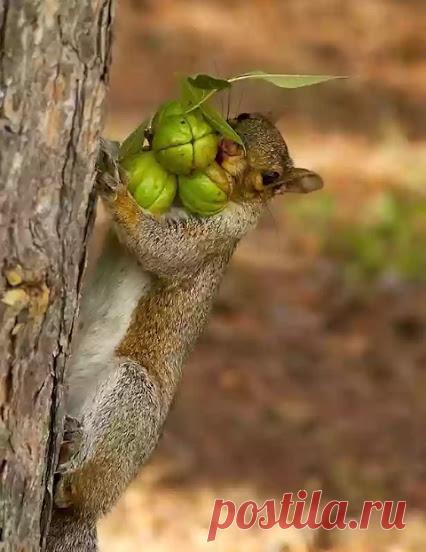 Запасливая﻿