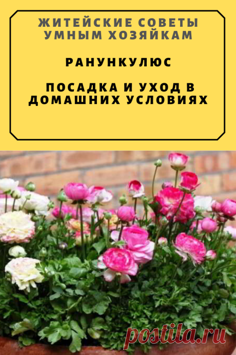 Ранункулюс. Посадка и уход в домашних условиях | Житейские Советы