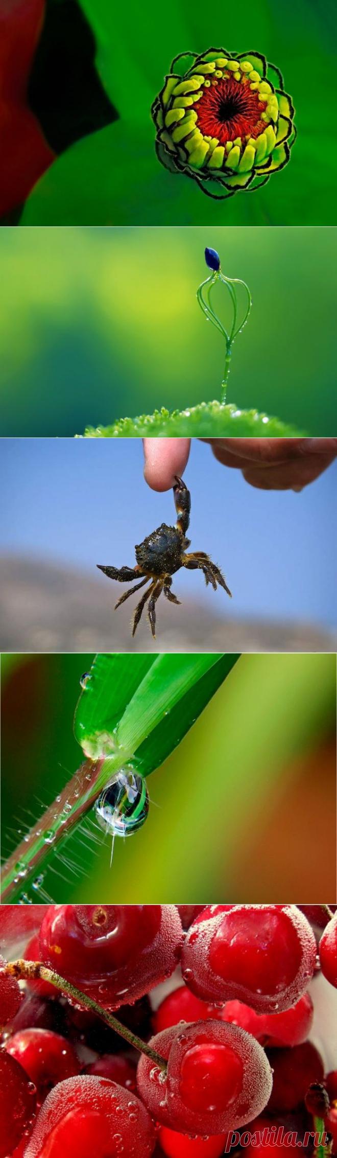 Красота в макрофотографиях.