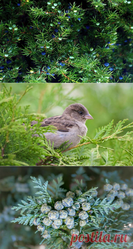 Обрезка хвойных деревьев необходима на дачных участках