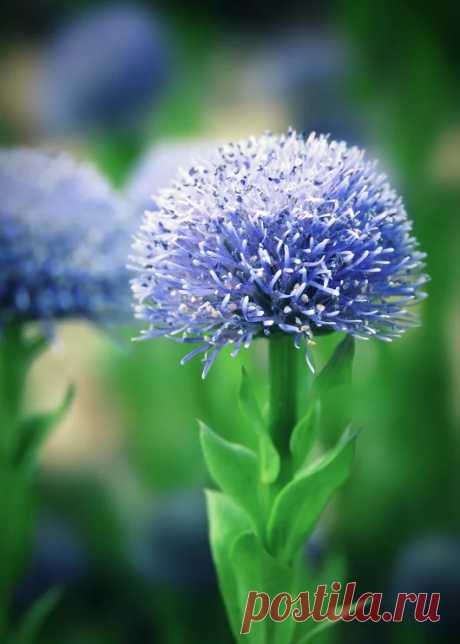 Flower, Tree, Plant, and Fungus Photography - Google+