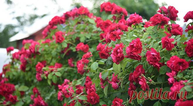 Как правильно обрезать плетистую розу в конце июля и зачем это делать +видео с обрезкой на Supersadovnik.ru