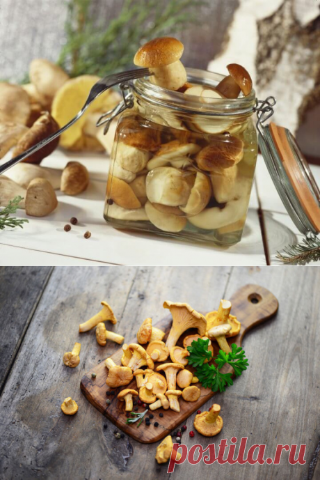 Засолка грибов: 8 способов &amp;#8212; Вкусные рецепты
