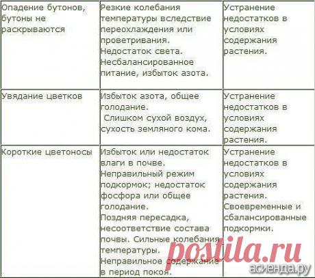 В помощь любителям комнатных растений: Группа Комнатные растения