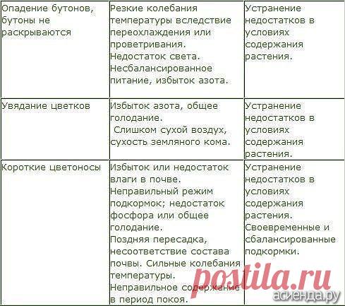 В помощь любителям комнатных растений: Группа Комнатные растения