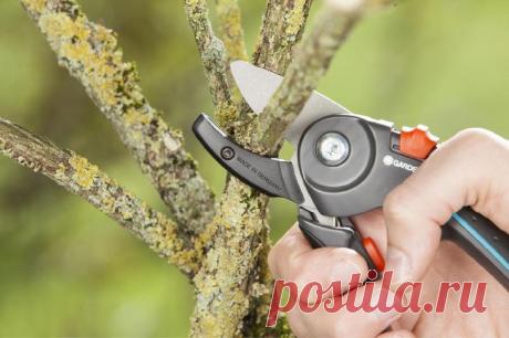 Секатор, сучкорез или садовая пила – что выбрать для ухода за садом?