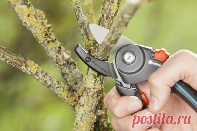 Секатор, сучкорез или садовая пила – что выбрать для ухода за садом?
