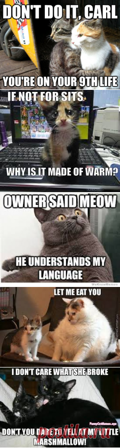 cats meme - Google Search
