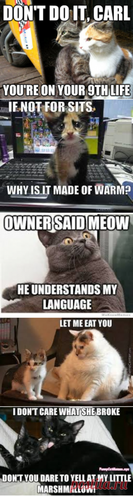 cats meme - Google Search