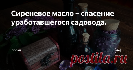 Сиреневое масло – спасение уработавшегося садовода. Часто на даче так уработаешься за день, что не знаешь, куда руки и ноги девать. Гудят они вместе с натруженной поясницей и спать не дают.
И тут на помощь мне приходит моя любимица – сирень. Смажу я сиреневым маслицем натруженные за день конечности