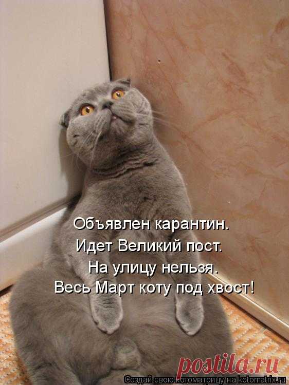 Котоматрица: Свежак