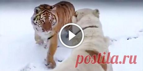 Жесточайшая схватка алабая с тигром. Вот что бывает, когда встречаются два суровых хищника! 
Кошки и собаки — извечные враги. Однако главные герои ролика ниже, несмотря на свои немалые габариты, совсем не против друг друга. Эти тигр и алабай лучшие друзья, и все свое время проводят вместе. У…