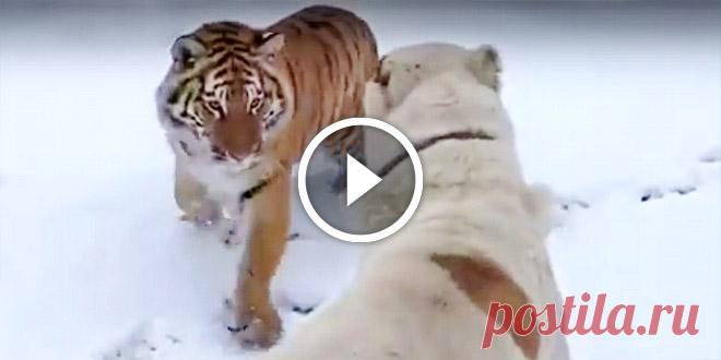 Жесточайшая схватка алабая с тигром. Вот что бывает, когда встречаются два суровых хищника! 
Кошки и собаки — извечные враги. Однако главные герои ролика ниже, несмотря на свои немалые габариты, совсем не против друг друга. Эти тигр и алабай лучшие друзья, и все свое время проводят вместе. У…