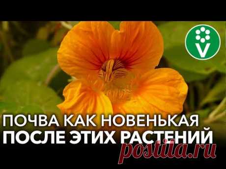 НЕ ТОЛЬКО ГОРЧИЦА! Вот еще 7 растений, после которых почва как новенькая, без болезней и вредителей!