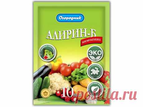 Опрыскивание томатов от фитофторы в теплице и открытом грунте, как спасти помидоры от болезни