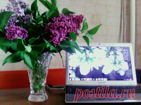 Чем пахнет Сирень? – Счастьем!!! Ведь ее аромат витает воздухе, пленяя взор своею красотой. А вы, любите сирень?
.
#люблю #сирень #букет от мужа #3Dкарьера #моя_жизнь#