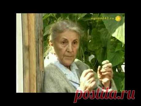 Секреты огурцов - советы опытной огородницы