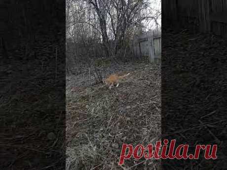 Кискина пробежка