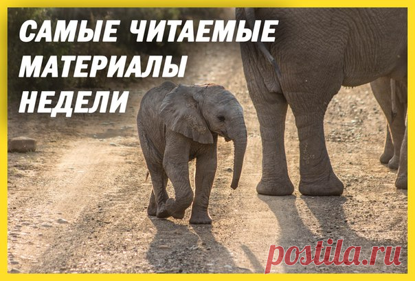 Самые читаемые материалы недели – в нашей традиционной подборке: 1. Самый древний храм Сирии уничтожен авиаударом: bit.ly/2nAw4Ny 2. Буйволы спасают слоненка от львов: bit.ly/2GKk7wJ 3. Восточная пума официально признана вымершей: bit.ly/2FKx2gH 4. Пещерные крокодилы превращаются в новый вид: bit.ly/2GLfEK7 5. Каннибализм в мире леопардов: bit.ly/2ED5Xgc