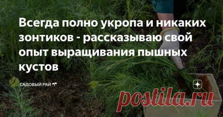 Всегда полно укропа и никаких зонтиков - рассказываю свой опыт выращивания пышных кустов