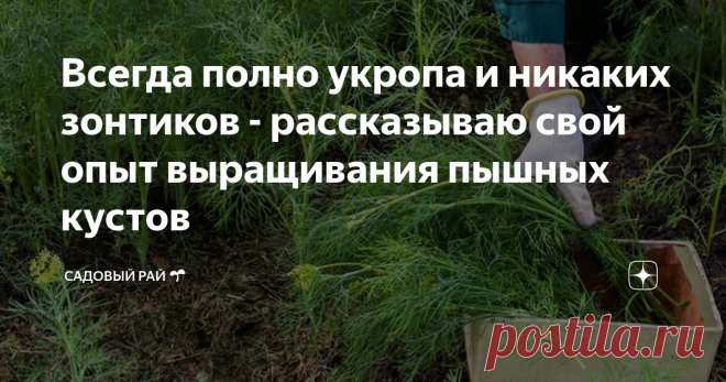 Всегда полно укропа и никаких зонтиков - рассказываю свой опыт выращивания пышных кустов