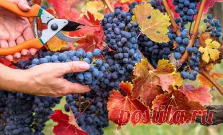 Как правильно обрезать виноград для успешной зимовки | В саду (Огород.ru)